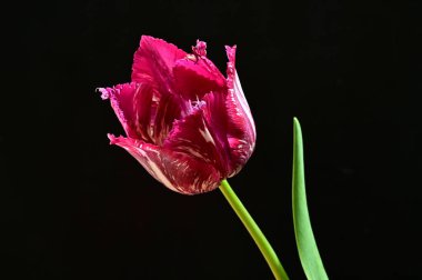 Koyu arkaplanda güzel lale, yaz konsepti, yakın manzara  