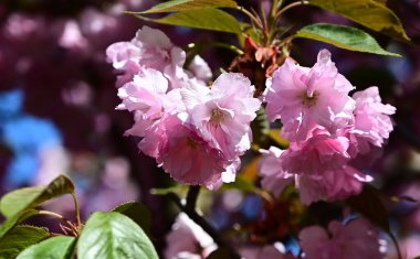 Güzel çiçekli sakura ağacı, yakın plan, bahar konsepti.  
