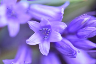 Güneşli yaz gününde bahçede yetişen güzel çiçekler. 