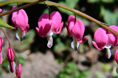 Güneşli yaz gününde bahçede yetişen güzel çiçekler. 