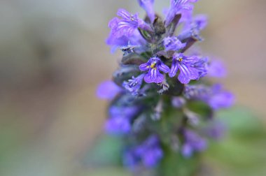 Güneşli yaz gününde bahçede yetişen güzel çiçekler. 