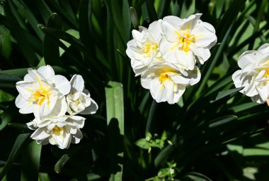 Güzel bir çiçeğin yakın plan çekimi.