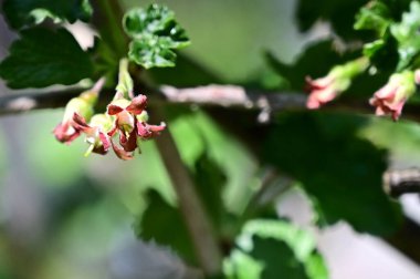 Güneşli yaz gününde bahçede yetişen güzel çiçekler. 