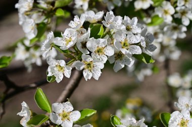 Beyaz çiçekli elma ağacı, yakın plan, bahar konsepti.  