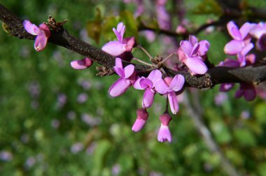 Güneşli yaz gününde bahçede yetişen güzel çiçekler. 