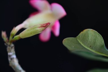 Koyu arkaplanda güzel çiçekler, yaz konsepti, yakın manzara  