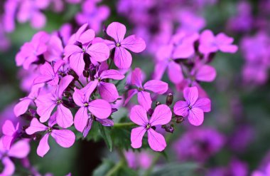Güneşli yaz gününde bahçede yetişen güzel çiçekler. 