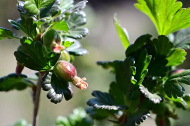 Bektaşi üzümü çalısı, yakın görüş, yaz konsepti 