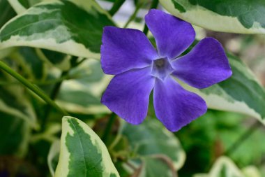 Güneşli yaz gününde bahçede yetişen güzel çiçekler. 