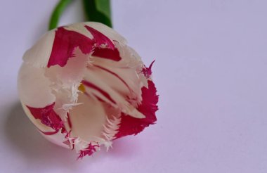 Işık arka planda güzel lale çiçekleri, yaz konsepti, yakın manzara  