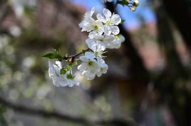 Beyaz çiçekli elma ağacı, yakın plan, bahar konsepti.  