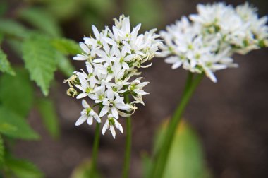 Güneşli yaz gününde bahçede yetişen güzel çiçekler. 