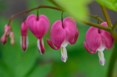 Güneşli yaz gününde bahçede yetişen güzel çiçekler. 