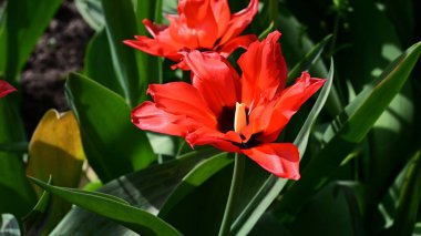 Güzel lale çiçekleri yazın güneşli bir günde bahçede yetişir. 