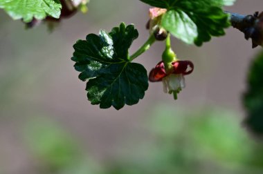Bektaşi üzümü çalısı, yakın görüş, yaz konsepti 
