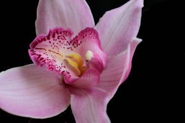 Koyu arkaplanda güzel çiçekler, yaz konsepti, yakın manzara  