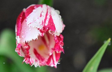Güneşli yaz gününde bahçede büyüyen güzel lale çiçekleri. 