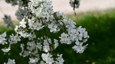 Beyaz güzel çiçekli elma ağacı dalları, yakın plan, bahar konsepti.  