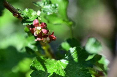 Güneşli yaz gününde bahçede yetişen güzel çiçekler. 