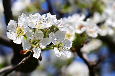 Beyaz çiçekli elma ağacı, yakın plan, bahar konsepti.  