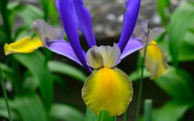 Güneşli yaz gününde bahçede yetişen güzel çiçekler. 