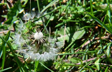 Güneşli yaz gününde bahçede yetişen güzel çiçekler. 