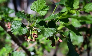 Bektaşi üzümü çalısı, yakın görüş, yaz konsepti 