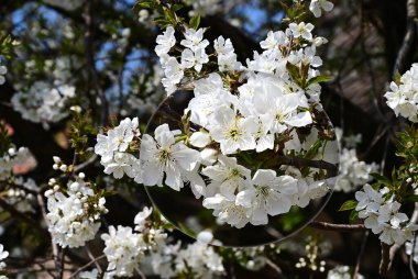Beyaz çiçekli elma ağacı, yakın plan, bahar konsepti.  