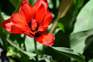 Güneşli yaz gününde bahçede büyüyen güzel lale çiçekleri. 
