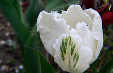 Güneşli yaz gününde bahçede büyüyen güzel lale çiçekleri. 