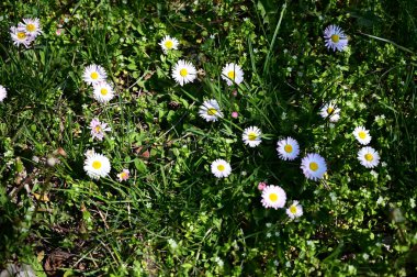Güneşli yaz gününde bahçede yetişen güzel çiçekler. 