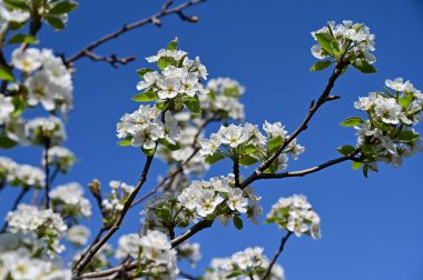 Beyaz çiçekli elma ağacı, yakın plan, bahar konsepti.  