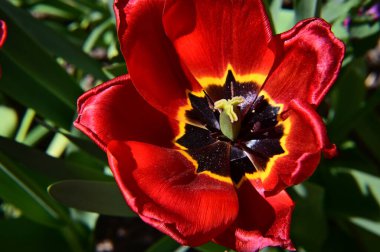 Güneşli yaz gününde bahçede büyüyen güzel lale çiçekleri. 