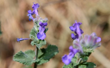 Güneşli yaz gününde bahçede yetişen güzel çiçekler. 