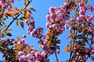 Güzel çiçekli sakura ağacı, yakın plan, bahar konsepti.  