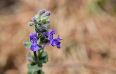 Güneşli yaz gününde bahçede yetişen güzel çiçekler. 
