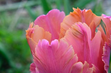 Güneşli yaz gününde bahçede büyüyen güzel lale çiçekleri. 