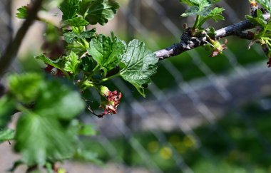 Bektaşi üzümlü çalı, yakın görüş, yaz konsepti 