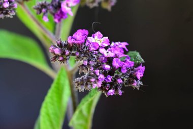 Güneşli yaz gününde bahçede yetişen güzel çiçekler. 