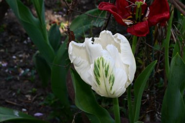 Güzel lale çiçekleri yazın güneşli bir günde bahçede yetişir. 