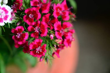 Güneşli yaz gününde bahçede yetişen güzel çiçekler. 