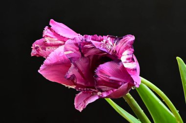 Koyu arkaplanda güzel laleler, yaz konsepti, yakın manzara  