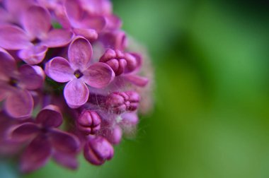 Güneşli yaz gününde bahçede yetişen güzel çiçekler. 