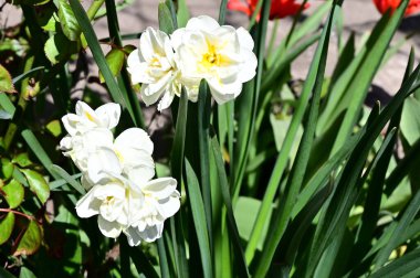 Güzel bir çiçeğin yakın plan çekimi.