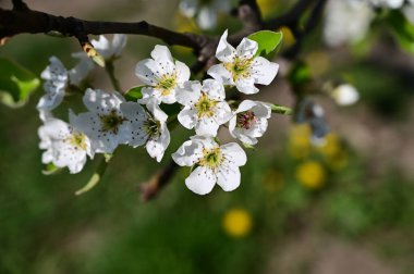 Beyaz çiçekli elma ağacı, yakın plan, bahar konsepti.  
