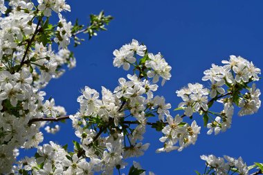 Beyaz güzel çiçekli elma ağacı dalları, yakın plan, bahar konsepti.  