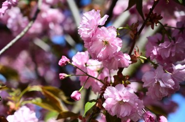 Güzel çiçekli sakura ağacı, yakın plan, bahar konsepti.  
