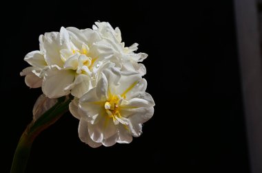 Koyu arkaplanda güzel çiçekler, yaz konsepti, yakın manzara  