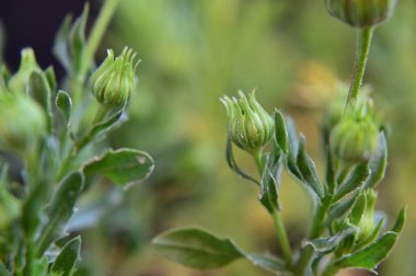 Güneşli yaz gününde bahçede yetişen güzel çiçekler. 