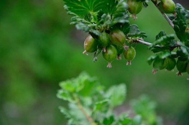 Bektaşi üzümlü çalı, yakın görüş, yaz konsepti 